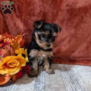 Josie, Yorkie Puppy